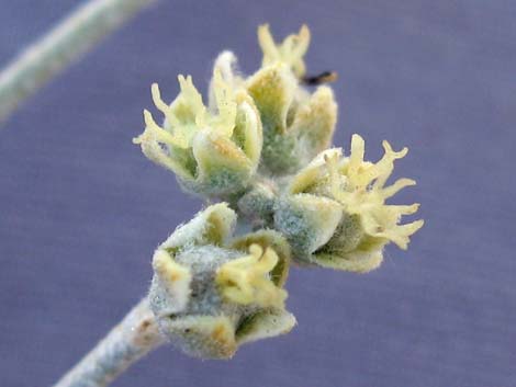 California Croton (Croton californicus)