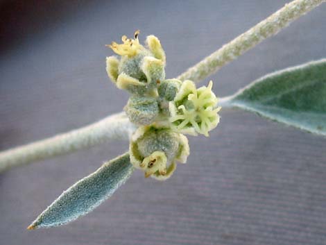 California Croton (Croton californicus)