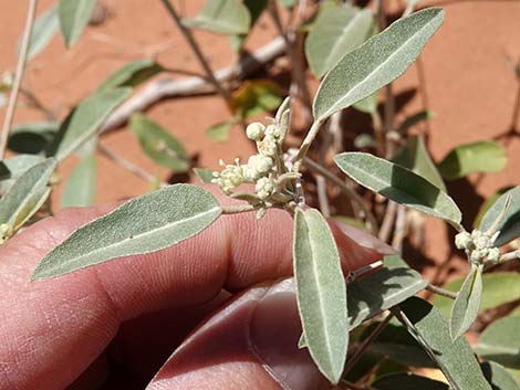 California Croton (Croton californicus)