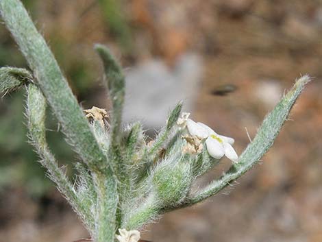 James' Cryptantha (Cryptantha cinerea)