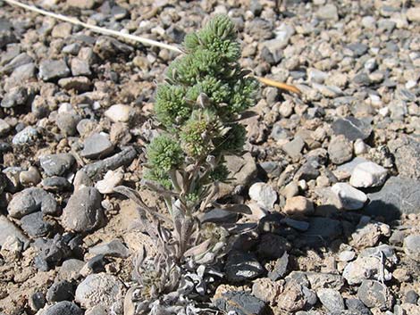 Virgin River Cryptantha (Oreocarya virginensis)