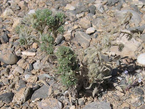 Virgin River Cryptantha (Oreocarya virginensis)