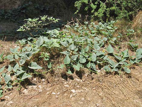 Buffalo Gourd (Cucurbita foetidissima)