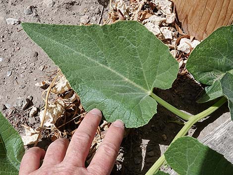 Buffalo Gourd (Cucurbita foetidissima)