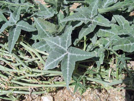 Coyote Gourd (Cucurbita palmata)