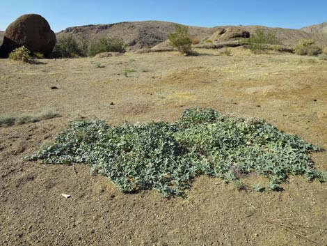 Coyote Melon (Cucurbita palmata)