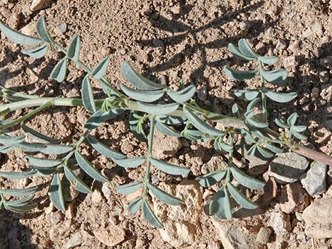 Searls' Prairieclover (Dalea searlsiae)