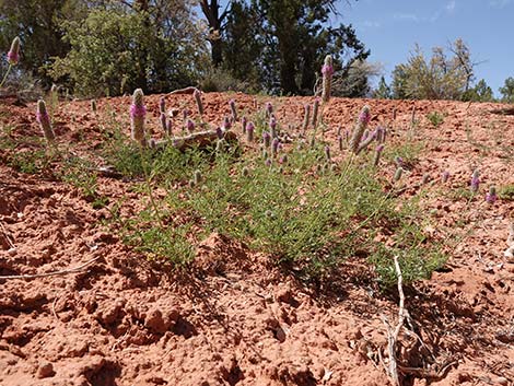 Searls' Prairieclover (Dalea searlsiae)