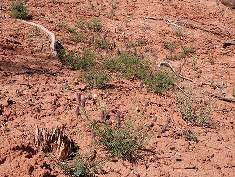 Searls' Prairieclover (Dalea searlsiae)