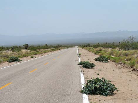 Jimson Weed (Datura wrightii)