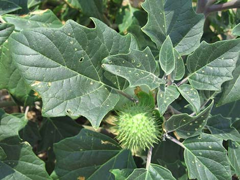 Jimson Weed (Datura wrightii)