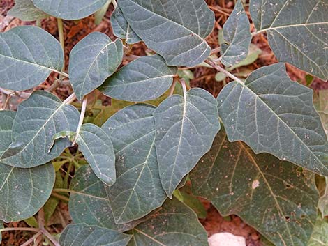 Jimson Weed (Datura wrightii)