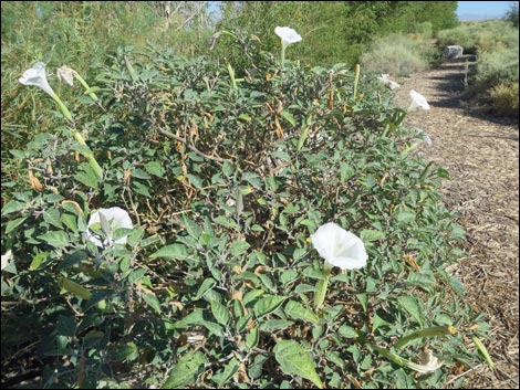 Jimson Weed (Datura wrightii)