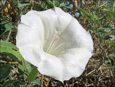 Jimson Weed (Datura wrightii)