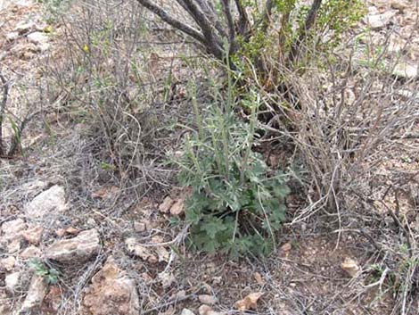 Desert Larkspur (Delphinium parishii ssp parishii)