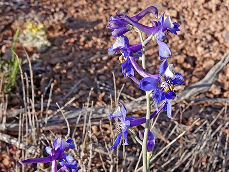 Desert Larkspur (Delphinium parishii ssp parishii)