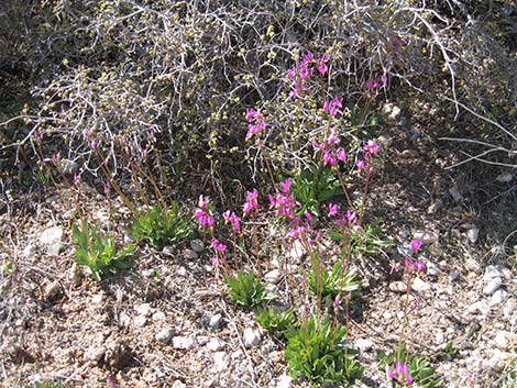 Darkthroat Shootingstar (Dodecatheon pulchellum)