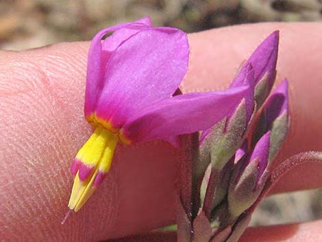 Darkthroat Shootingstar (Dodecatheon pulchellum)