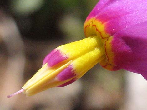 Darkthroat Shootingstar (Dodecatheon pulchellum)