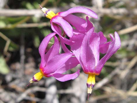 Darkthroat Shootingstar (Dodecatheon pulchellum)