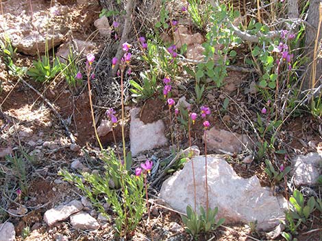 Darkthroat Shootingstar (Dodecatheon pulchellum)