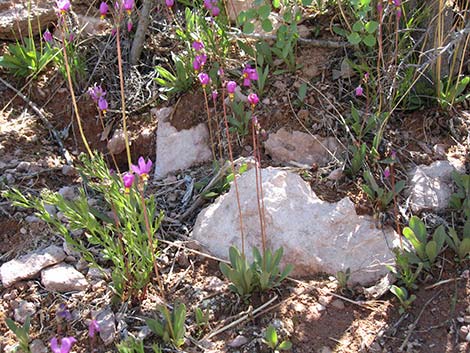 Darkthroat Shootingstar (Dodecatheon pulchellum)