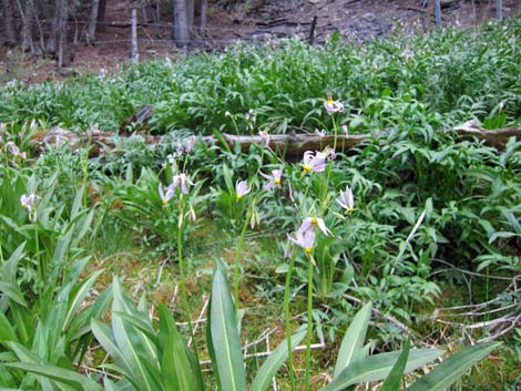 Scented Shootingstar (Dodecatheon redolens)