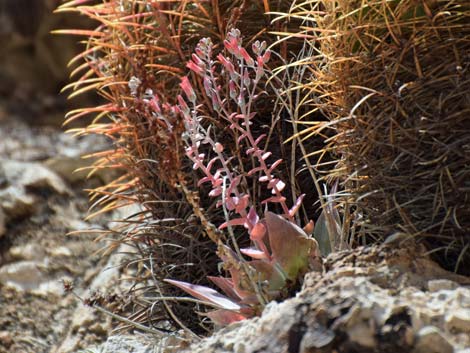 Chalk Dudleya (Dudleya pulverulenta)