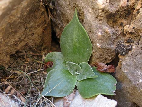 Chalk Dudleya (Dudleya pulverulenta)