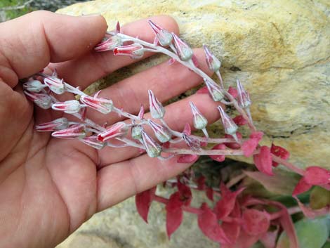 Chalk Dudleya (Dudleya pulverulenta)