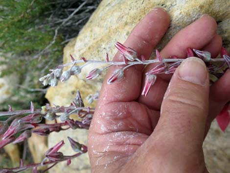 Chalk Dudleya (Dudleya pulverulenta)