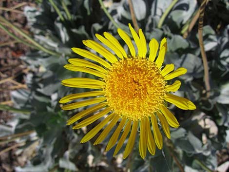 Silverleaf Sunray (Enceliopsis argophylla)