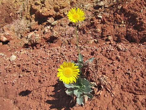 Silverleaf Sunray (Enceliopsis argophylla)