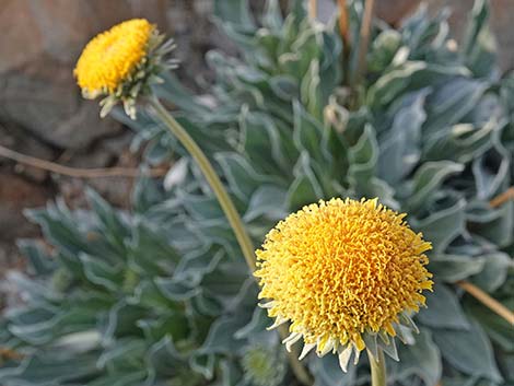 Silverleaf Sunray (Enceliopsis argophylla)