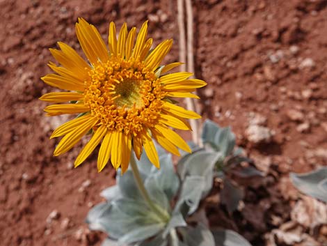 Silverleaf Sunray (Enceliopsis argophylla)