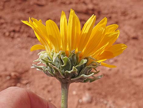 Silverleaf Sunray (Enceliopsis argophylla)