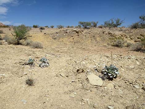 Silverleaf Sunray (Enceliopsis argophylla)