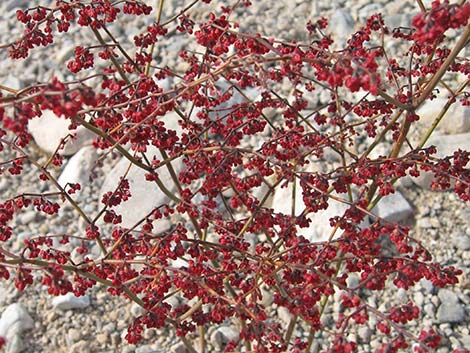 Skeletonweed (Eriogonum inflatum var. deflatum)