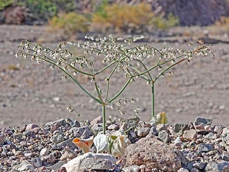 Skeletonweed (Eriogonum inflatum var. deflatum)