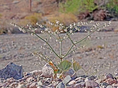 Skeletonweed (Eriogonum inflatum var. deflatum)