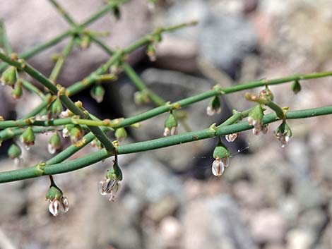 Skeletonweed (Eriogonum inflatum var. deflatum)