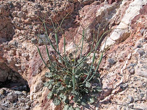 Desert Trumpet (Eriogonum inflatum)