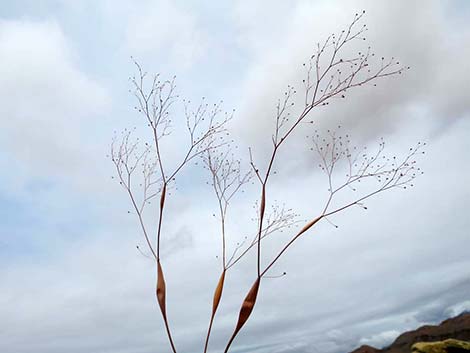 Desert Trumpet (Eriogonum inflatum)