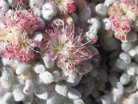 Shockley's Buckwheat (Eriogonum shockleyi)