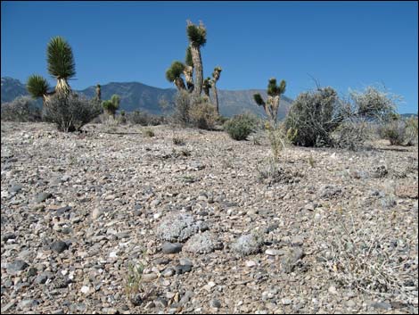 Shockley's Buckwheat (Eriogonum shockleyi)