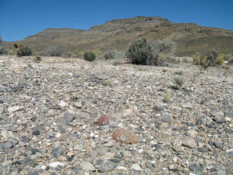 Shockley's Buckwheat (Eriogonum shockleyi)