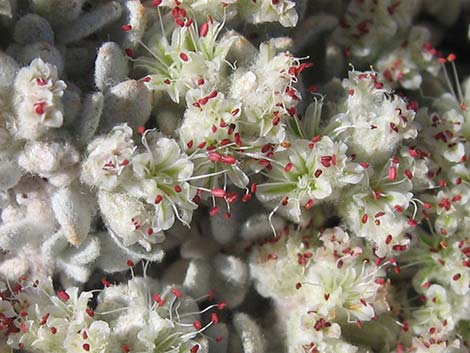 Shockley's Buckwheat (Eriogonum shockleyi)