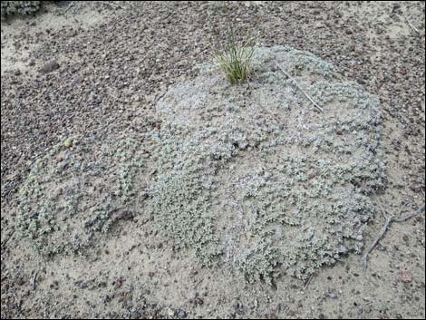 Shockley's Buckwheat (Eriogonum shockleyi)