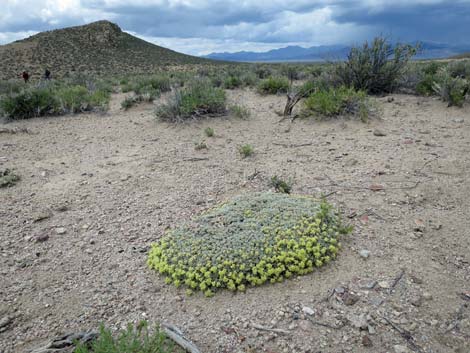 Shockley's Buckwheat (Eriogonum shockleyi)