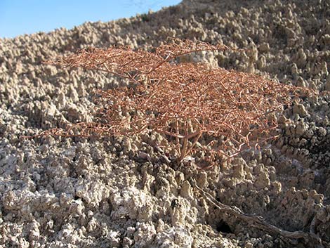 Perennial Buckwheats (Eriogonum spp.)